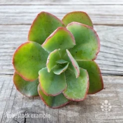 Echeveria Blue Curls - Succulent -Cheap The Aussie Garden Store blue curls