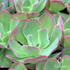 Echeveria Blue Curls - Succulent -Cheap The Aussie Garden Store blue curls 500