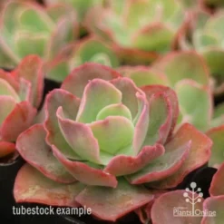 Echeveria Blue Curls - Succulent -Cheap The Aussie Garden Store blue curls side
