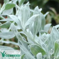 Eremophila Blue Horizon - Emu Bush -Cheap The Aussie Garden Store blue horizon close