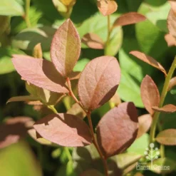 Blueberry Misty -Cheap The Aussie Garden Store blueberry misty foliage