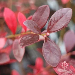 Blueberry Sunshine Blue -Cheap The Aussie Garden Store blueberry sunshine autumn colour