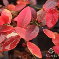 Blueberry Sunshine Blue -Cheap The Aussie Garden Store blueberry sunshine blue autumn colour