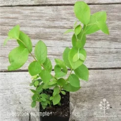 Blueberry Brightwell -Cheap The Aussie Garden Store blueberry tube 3