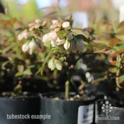 Cheap The Aussie Garden Store -Cheap The Aussie Garden Store blueberry tubestock in flower