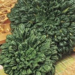 Bok Choi - Seed -Cheap The Aussie Garden Store bok choi