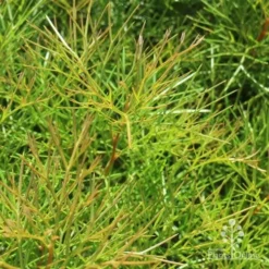 Grevillea Bon Accord -Cheap The Aussie Garden Store bon accord grevillea foliage