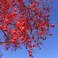 Illawarra Flame Tree - Brachychiton 16 Illawarra Flame Tree - Brachychiton -Cheap The Aussie Garden Store brachychiton acerifolius flower