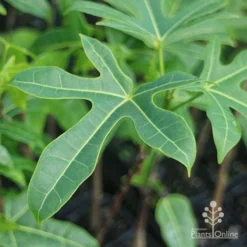 Illawarra Flame Tree - Brachychiton 18 Illawarra Flame Tree - Brachychiton -Cheap The Aussie Garden Store brachychiton acerifolius leaf