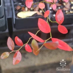 Blueberry Brightwell -Cheap The Aussie Garden Store brightwell autumn colour