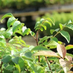 Burdekin Plum - Pleiogynium -Cheap The Aussie Garden Store burdekin shoot