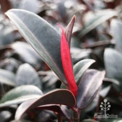 Ficus Elastica Burgundy - Rubber Plant -Cheap The Aussie Garden Store burgundy new leaf red