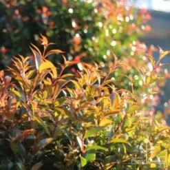 Syzygium Bush Christmas - Lilly Pilly -Cheap The Aussie Garden Store bush christmas sunlit