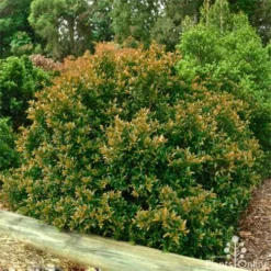 Syzygium Bush Christmas - Lilly Pilly -Cheap The Aussie Garden Store bush christmas syzygium