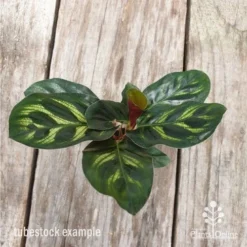 Calathea Makoyana - Peacock Plant 12 Calathea Makoyana - Peacock Plant -Cheap The Aussie Garden Store calathea makoyane leaf 1