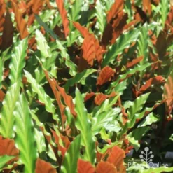 Calathea Rufibarba - Velvet Calathea -Cheap The Aussie Garden Store calathea sunlit 500 1