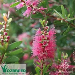 Callistemon Candy Burst 25 Callistemon Candy Burst -Cheap The Aussie Garden Store callistemon candy burst