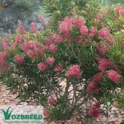 Callistemon Candy Burst 26 Callistemon Candy Burst -Cheap The Aussie Garden Store callistemon candy burst bush