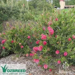 Callistemon Fluro Burst 22 Callistemon Fluro Burst -Cheap The Aussie Garden Store callistemon fluro burst bush