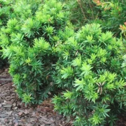 Callistemon Green John -Cheap The Aussie Garden Store callistemon green john 500