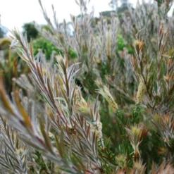 Callistemon Summer Days™ -Cheap The Aussie Garden Store callistemon summer days foliage