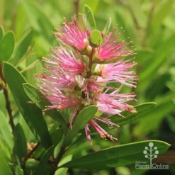 Callistemon Sweet Burst -Cheap The Aussie Garden Store callistemon sweet burst tubestock flower