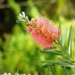 Callistemon Pink Champagne -Cheap The Aussie Garden Store callistemon pink champagne 5