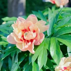 Peony Canary Brilliants - 1 Bulb -Cheap The Aussie Garden Store canary brilliants
