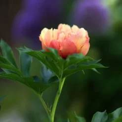 Peony Canary Brilliants - 1 Bulb -Cheap The Aussie Garden Store canary brilliants bud