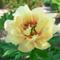 Peony Canary Brilliants - 1 Bulb -Cheap The Aussie Garden Store canary brilliants fd richards flickr 3