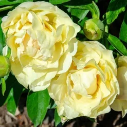 Peony Canary Brilliants - 1 Bulb -Cheap The Aussie Garden Store canary brilliants fd richards flickr2 crop