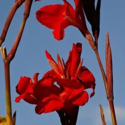 Canna Americana - 1 Bulb -Cheap The Aussie Garden Store canna lilies red