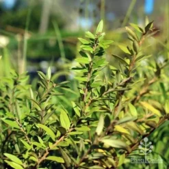 Grevillea Canterbury Gold -Cheap The Aussie Garden Store canterbury gold foliage