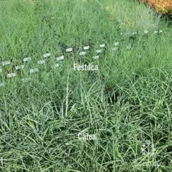 Carex Blue Cascade -Cheap The Aussie Garden Store carex v festuca compare