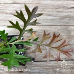 Grevillea Carpet Layer -Cheap The Aussie Garden Store carpet layer leaf 1