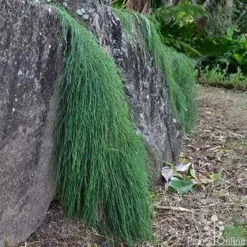 Casuarina Cousin It -Cheap The Aussie Garden Store casaurina cousin it cascading 1