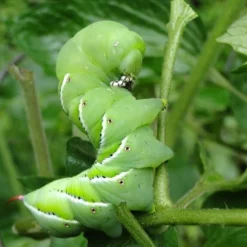 Nature's Way Dipel Caterpillar Killer 40g -Cheap The Aussie Garden Store caterpillar