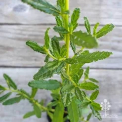 Ceanothus Blue Pacific - Californian Lilac -Cheap The Aussie Garden Store ceanothus blue pacific leaf