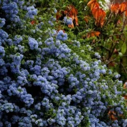 Ceanothus Blue Pacific - Californian Lilac -Cheap The Aussie Garden Store ceanothus bush
