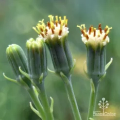Senecio Chalk Sticks - Succulent -Cheap The Aussie Garden Store chalk sticks flowers side