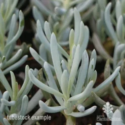Senecio Chalk Sticks - Succulent -Cheap The Aussie Garden Store chalksticks tubestock