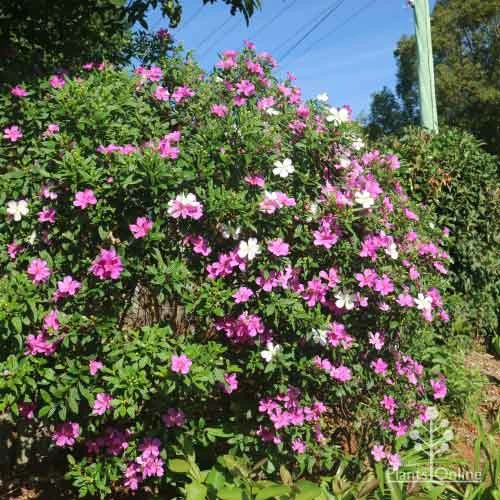 Tibouchina Chameleon 1 Tibouchina Chameleon