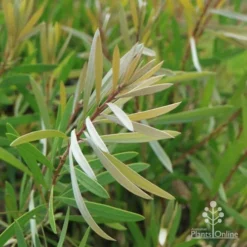 Callistemon Pink Champagne -Cheap The Aussie Garden Store champagne img 6052