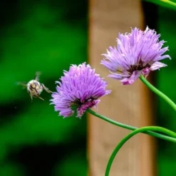 Chives - Seed -Cheap The Aussie Garden Store chives and bee