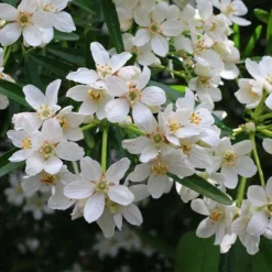 Choisya - Mexican Orange Blossom -Cheap The Aussie Garden Store choisya flowering