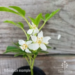 Choisya - Mexican Orange Blossom -Cheap The Aussie Garden Store choisya tubestock