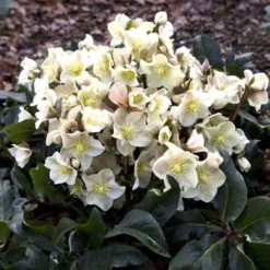 Hellebore Cinnamon Snow - Winter Rose -Cheap The Aussie Garden Store cinnamon snow garden 1