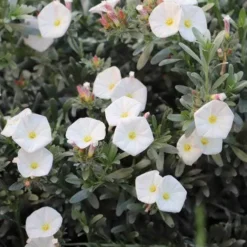 Convolvulus Cneorum - Silverbush -Cheap The Aussie Garden Store convolvulus cneorum silverbush