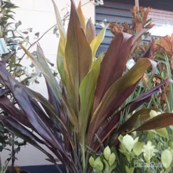 Cordyline Fruticosa Negra -Cheap The Aussie Garden Store cordyline negra mature