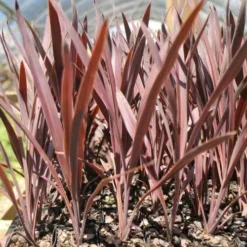 Cordyline Australis Red Sensation -Cheap The Aussie Garden Store cordyline red sensation tube